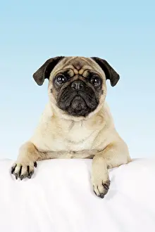 Mops: DOG - Pug with paws over ledge