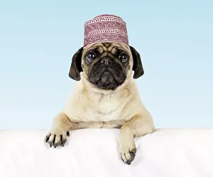 Mops: DOG - Pug with paws over ledge wearing hat