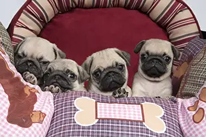 051217: DOG. Pug puppies ( 8 weeks old ) in a bed