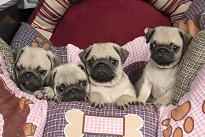 051217: DOG. Pug puppies ( 8 weeks old ) in a bed