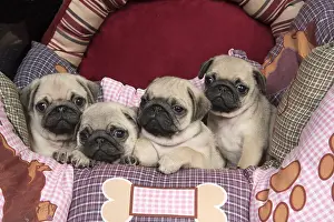 051217: DOG. Pug puppies ( 8 weeks old ) in a bed