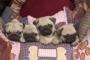 Pugs: DOG. Pug puppies ( 8 weeks old ) in a bed