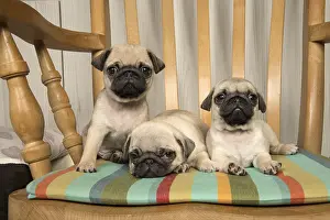 051217: DOG. Pug puppies ( 8 weeks old ) in a chair