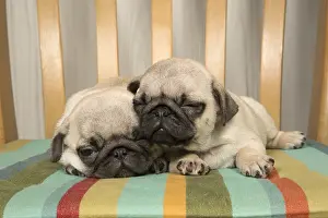 051217: DOG. Pug puppies ( 8 weeks old ) in a chair