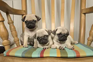 051217: DOG. Pug puppies ( 8 weeks old ) in a chair