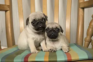 Pugs: DOG. Pug puppies ( 8 weeks old ) in a chair