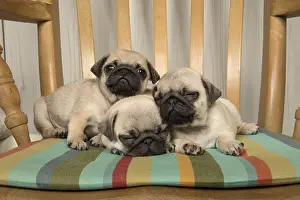 Pugs: DOG. Pug puppies ( 8 weeks old ) in a chair