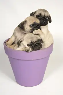 Flowerpots: DOG. Pug puppies ( 8 weeks old ) in a flower pot