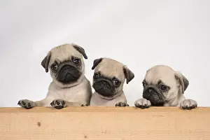 051217: DOG. Pug puppies ( 8 weeks old ) looking over wood