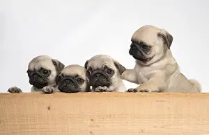 051217: DOG. Pug puppies ( 8 weeks old ) looking over wood