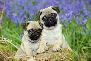Pugs: DOG. Pug puppies standing together in bluebells