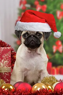 281217: Dog, Pug puppy 3 months old wearing Christmas hat