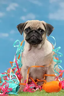 Streamers: Dog Pug puppy