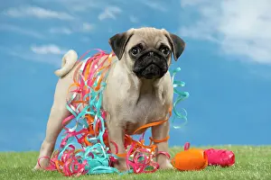 Streamers: Dog Pug puppy
