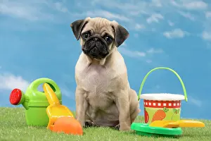 Spade: Dog Pug Puppy
