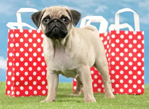 Shopping: Dog Pug Puppy