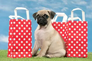 Shopping: Dog Pug Puppy