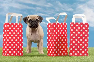 Shopping: Dog Pug Puppy