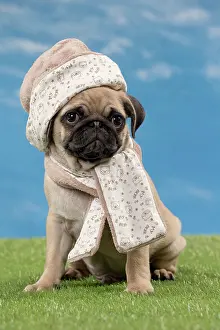 Scarves: Dog Pug puppy