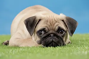 Crouching: Dog Pug Puppy