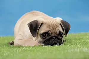 Crouching: Dog Pug Puppy