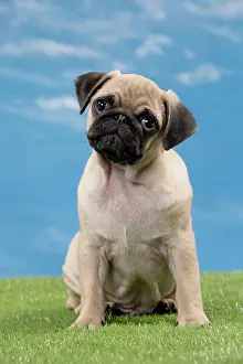Cocked: Dog Pug Puppy