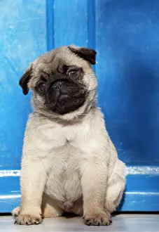Cocked: Dog Pug puppy