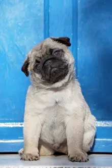 Cocked: Dog Pug puppy
