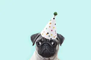 090818: Dog - Pug puppy