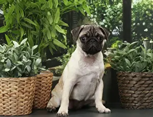 Pugs: Dog Pug puppy