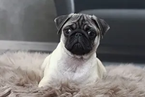 Pugs: Dog Pug puppy