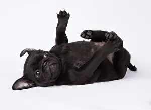 Yoga: DOG. Pug puppy about 8 weeks old on its back