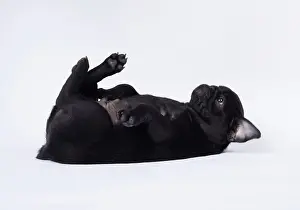 Pugs: DOG. Pug puppy about 8 weeks old on its back