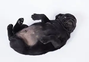 Pugs: DOG. Pug puppy about 8 weeks old on its back