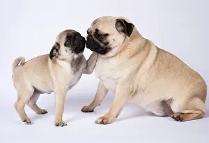 Kisses: DOG. Pug puppy about 8 weeks old, with an adult