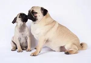 Kisses: DOG. Pug puppy about 8 weeks old, with an adult