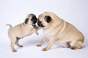 Pugs: DOG. Pug puppy about 8 weeks old, with an adult