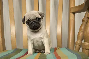 051217: DOG. Pug puppy ( 8 weeks old ) in a chair