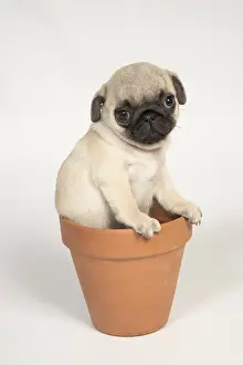 Flowerpots: DOG. Pug puppy ( 8 weeks old ) in a flower pot