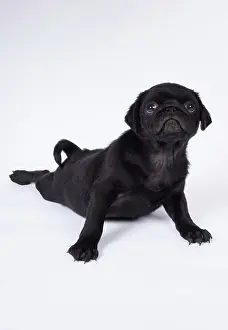 Yoga: DOG. Pug puppy about 8 weeks old laying down