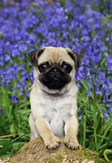 Pugs: DOG. Pug puppy in bluebells