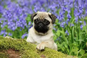 Pugs: DOG. Pug puppy in bluebells