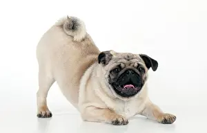 Crouch: DOG - Pug puppy crouching on front paws - play bow