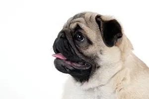 Carlin: DOG - Pug puppy (head shot)