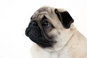 Carlin: DOG - Pug puppy (head shot)
