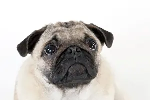 Wrinkle: DOG - Pug puppy (head shot)