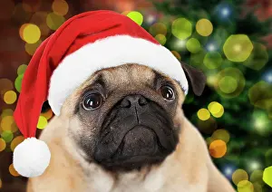 Chris: DOG - Pug puppy (head shot) wearing Christmas hat - in Chris