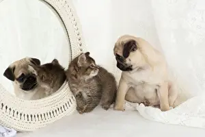 Mirrors: DOG. Pug puppy and kitten with a mirror
