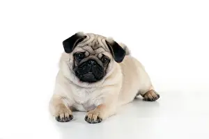 Carlin: DOG - Pug puppy laying down