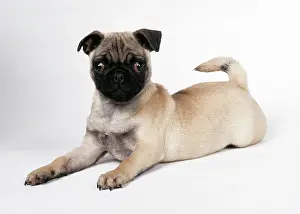 Startled: DOG - Pug puppy, lying down